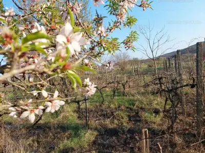 Zamárdi, Alsó pincesor