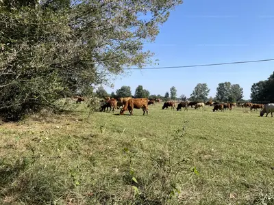 Tápióbicske, Kishegy utca