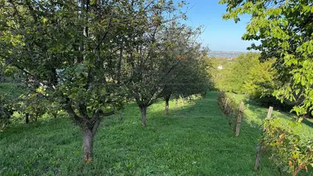 Szentkirályszabadja