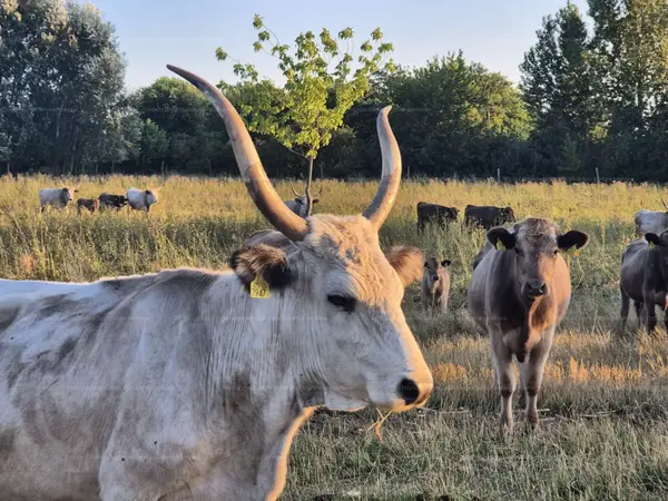 Bordány, Kossuth Lajos utca