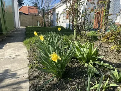 Budakeszi, Fő utca