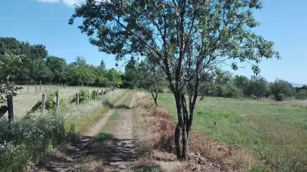 Balatonakali, Mogyoró utca