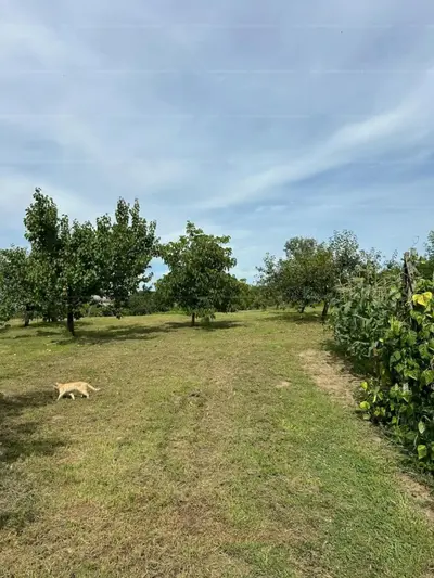 Ópályi, Balaton utca